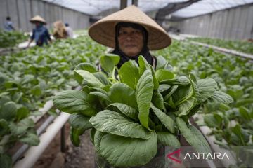 Membudidayakan sayuran hidroponik di Green House Rusun Marunda