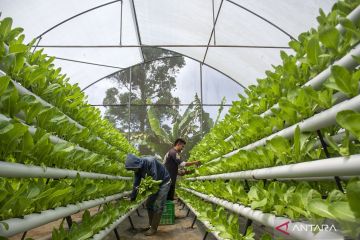 Budi daya sayuran dengan sistem hidroponik deep flow technique di Lembang