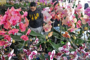 Batu Shining Orchid Week 2024 di Malang