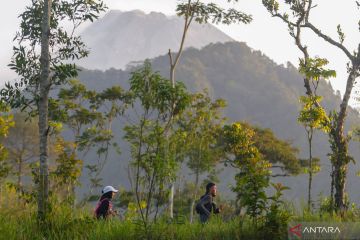 Trail run nikmati keindahan panorama Gunung Merapi