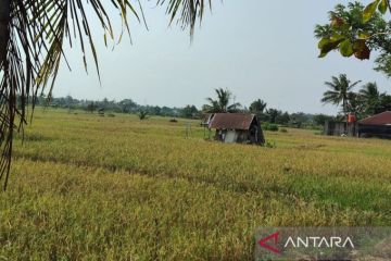 Kementan: Perluasan lahan sawah kunci menuju kedaulatan pangan