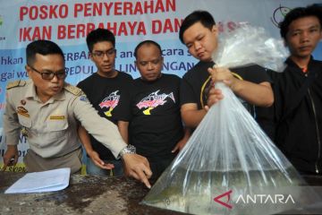 DKP DIY sebut mulai banyak warga sukarela serahkan ikan predator