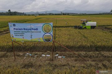 Panen raya padi di Kendari