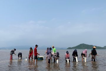 Bukit Asam kolaborasi dengan KTH tanam bibit lamun di Lampung