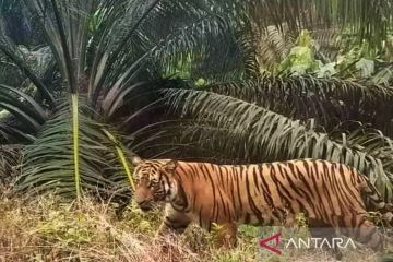 BKSDA Bengkulu terus berupaya usir harimau dari pemukiman warga