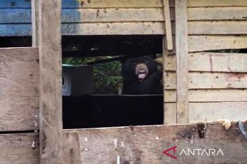 Diduga kelaparan, beruang masuk ke pemukiman warga di Lampung Barat