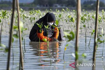 Refleksi 20 tahun tsunami Aceh, BNPB tanam 6.000 batang mangrove