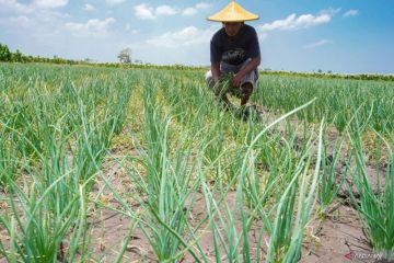 Optimalisasi pemanfaatan dana bagi hasil untuk kesetaraan pembangunan