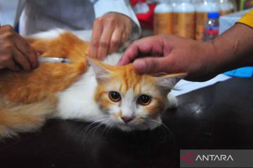 Pelayanan kesehatan kucing melalui steril dan vaksin rabies