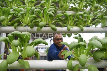 Budi daya sayur hidroponik di Samarinda