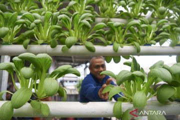 Budi daya sayur hidroponik di Samarinda