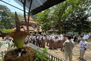 Momen langka, Bunga Bangkai mekar pertama kali di Kebun Raya Purwodadi