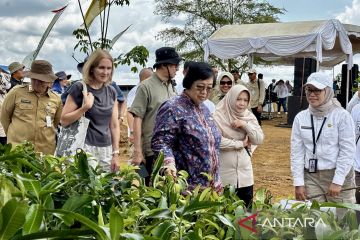 Dishut Kalsel optimalkan Hutan Rakyat untuk ketahanan bencana