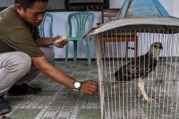 Evakuasi elang brontok dari permukiman warga