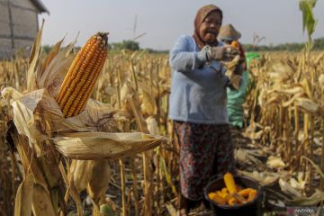 Mentan dan Mendes tanam jagung seluas 635 ha di Lebak 