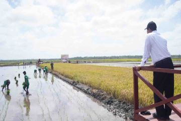 Mentan bidik lahan Merauke jadi laboratorium raksasa pertanian modern