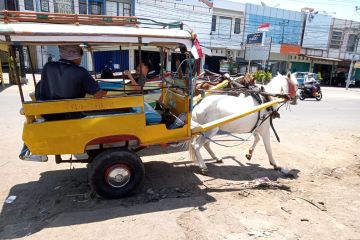 Dishub Mataram siap himpun kotoran kuda untuk diolah jadi biogas