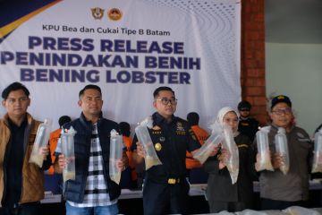 Bea Cukai Batam Gagalkan Penyelundupan 266.600 Benih Lobster dengan Tujuan Malaysia