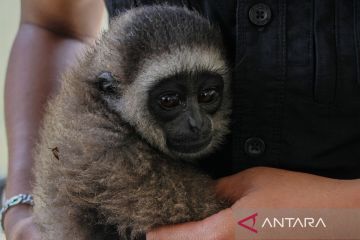 Warga serahkan bayi owa berusia enam bulan ke BKSDA Kalteng