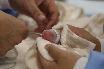 Bayi panda raksasa kembar sapa pengunjung pertama di Berlin