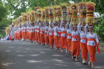 Tradisi Mapeed Alas Kedaton di Tabanan-Bali