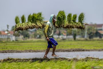 Pengamat: Intensifikasi lahan kunci dari swasembada pangan