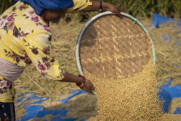 Menengok kesibukan petani panen padi di Nepal saat Hari Pangan Sedunia