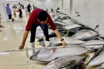 KKP Terus Perjuangkan Tata Kelola Tuna Sirip Biru Selatan Pada Sidang Komisi CCSBT