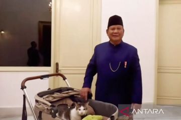 Bobby si kucing resmi jadi penghuni Istana temani Prabowo dinas