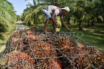 Indef: Penerapan Biodiesel B50 harus diiringi peningkatan produksi CPO