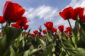 Pakar tulip Belanda optimistis dengan pertumbuhan pasar tulip di China