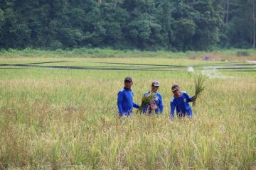 Bulog Lampung telah menyerap 6.000 ton gabah basah petani