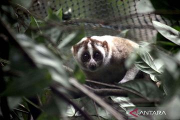 Sebanyak 10 ekor kukang Jawa serahan warga dilepasliarkan ke habitatnya