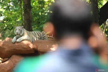 Koleksi baru harimau Benggala putih di KBS