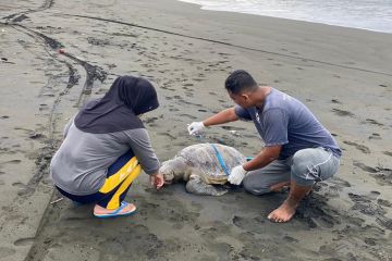 Wisatawan temukan bangkai penyu terdampar di Pantai Sodong Cilacap