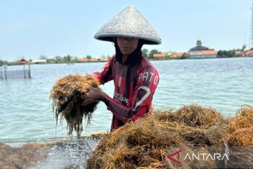 Memacu daya saing "emas hijau" di pesisir utara Jawa Barat