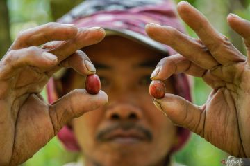 Kemenpar sebut wisata kopi beri wisatawan pengalaman otentik