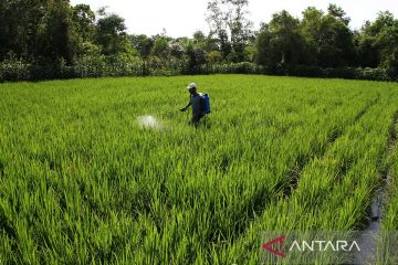 Asa swasembada pangan melalui inovasi dan sains