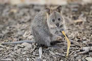 Berkenalan dengan kuoka, hewan paling bahagia di dunia asal Australia