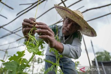 Pengembangan budidaya sayur melalui pertanian holtikultura lahan gambut binaan Kilang Sungai Pakning