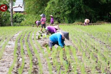 Kekeringan tak pengaruhi produktivitas NTB sebagai lumbung pangan