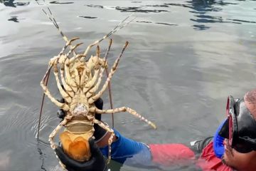 Kerang yang berlimpah segera ubah Batam jadi sentra budi daya lobster