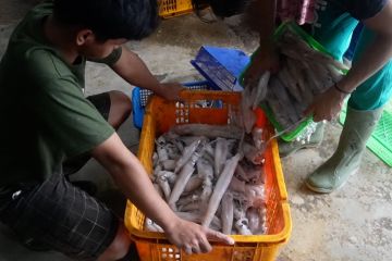 Provinsi Bangka Belitung kembangkan budidaya cumi-cumi