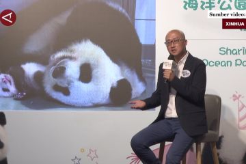 Bayi panda raksasa kembar di Hong Kong mulai tinggalkan inkubator