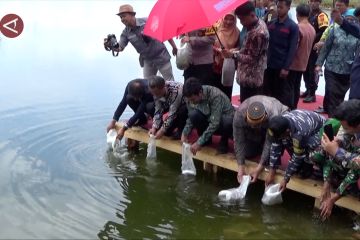 Manfaatkan tambak tidur, Kolaka Utara tebar ratusan ribu benih ikan