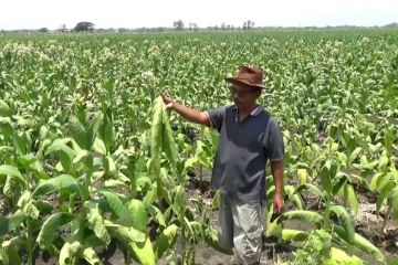 Tanaman layu akibat hujan deras, petani tembakau Ngawi merugi