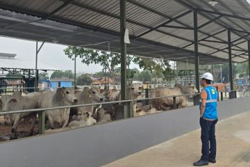 Ekonomi sepekan, anggur Muscat aman hingga lahan peternakan sapi