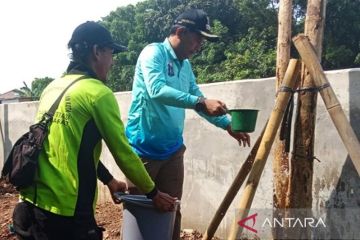 Tamhut DKI kembali tanam tabebuya di Palmerah