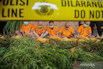 Polisi ungkap kasus ladang ganja di Taman Nasional Bromo Tengger Semeru