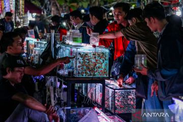 Berkunjung ke pasar ikan hias Jatinegara